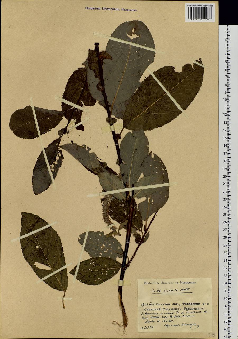 Salix jenisseensis (Fr. Schmidt) B. Floder., Siberia, Baikal & Transbaikal region (S4) (Russia)