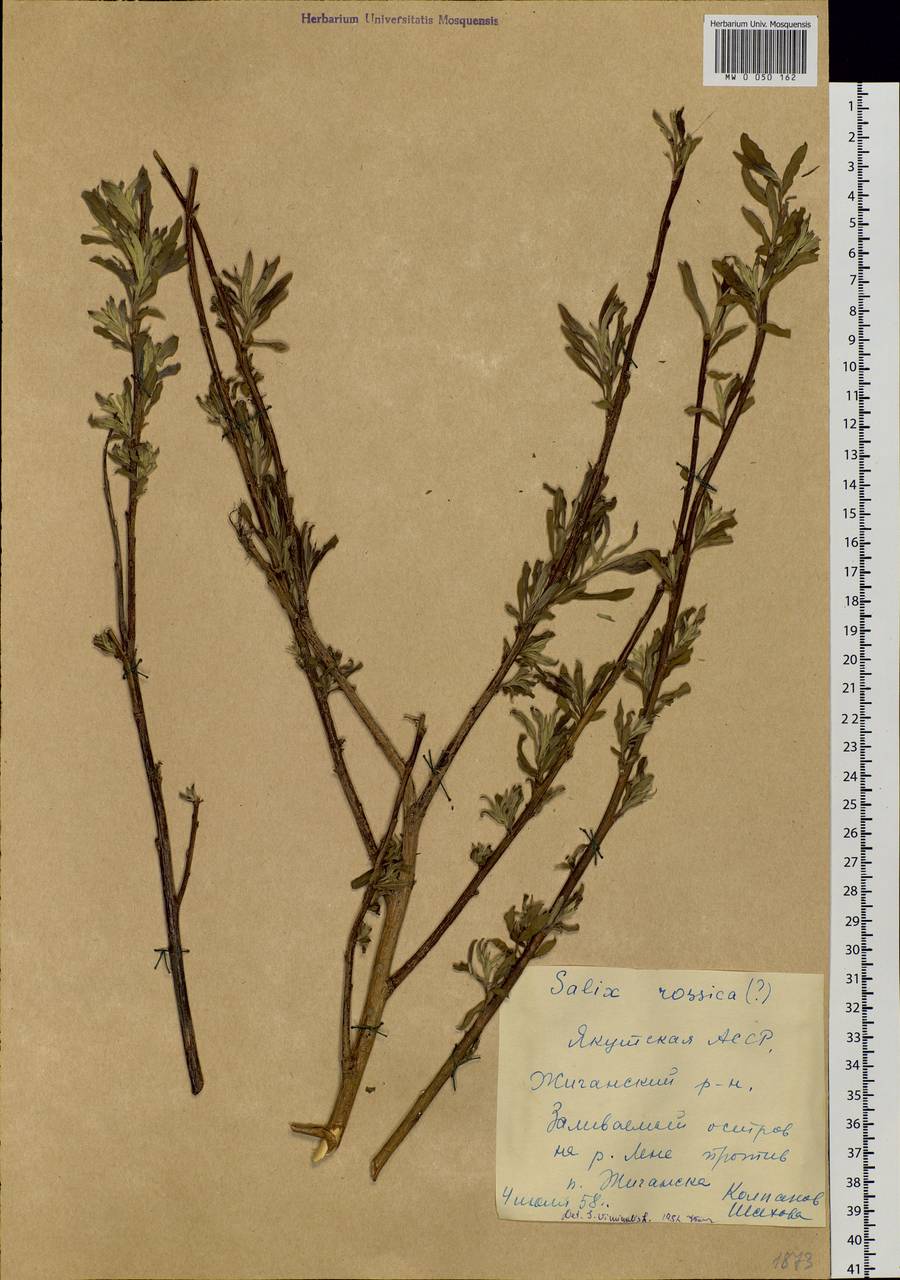 Salix viminalis L., Siberia, Yakutia (S5) (Russia)