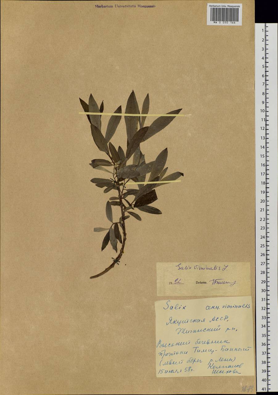 Salix viminalis L., Siberia, Yakutia (S5) (Russia)