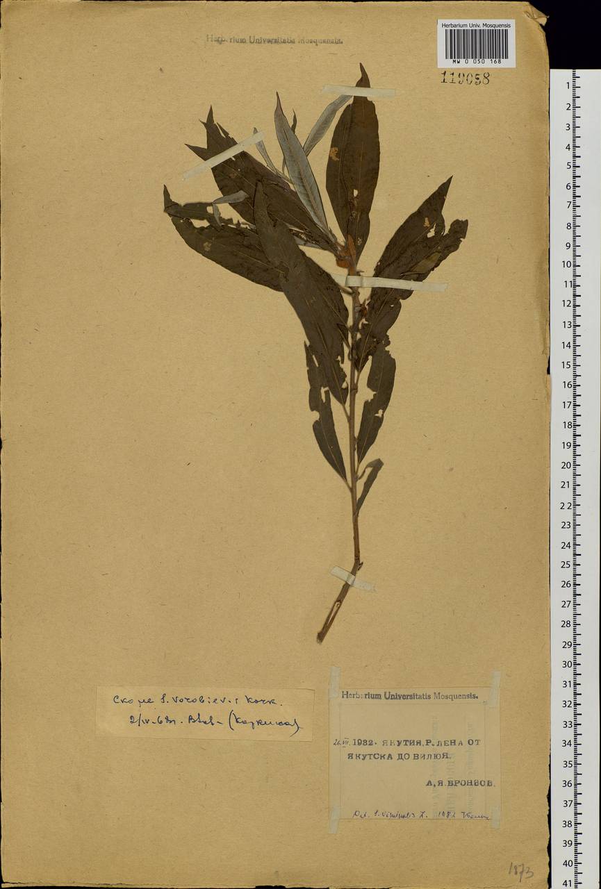Salix viminalis, Siberia, Yakutia (S5) (Russia)