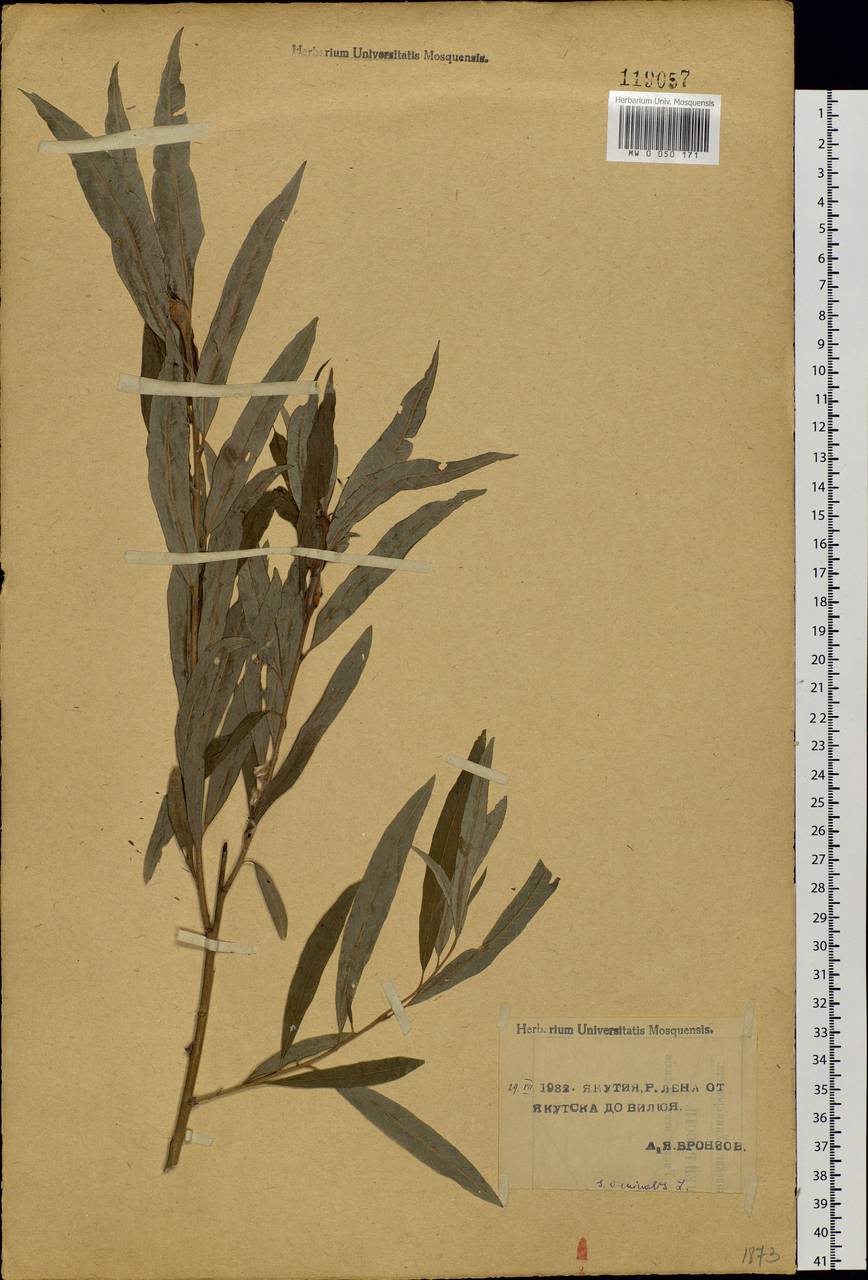 Salix viminalis L., Siberia, Yakutia (S5) (Russia)