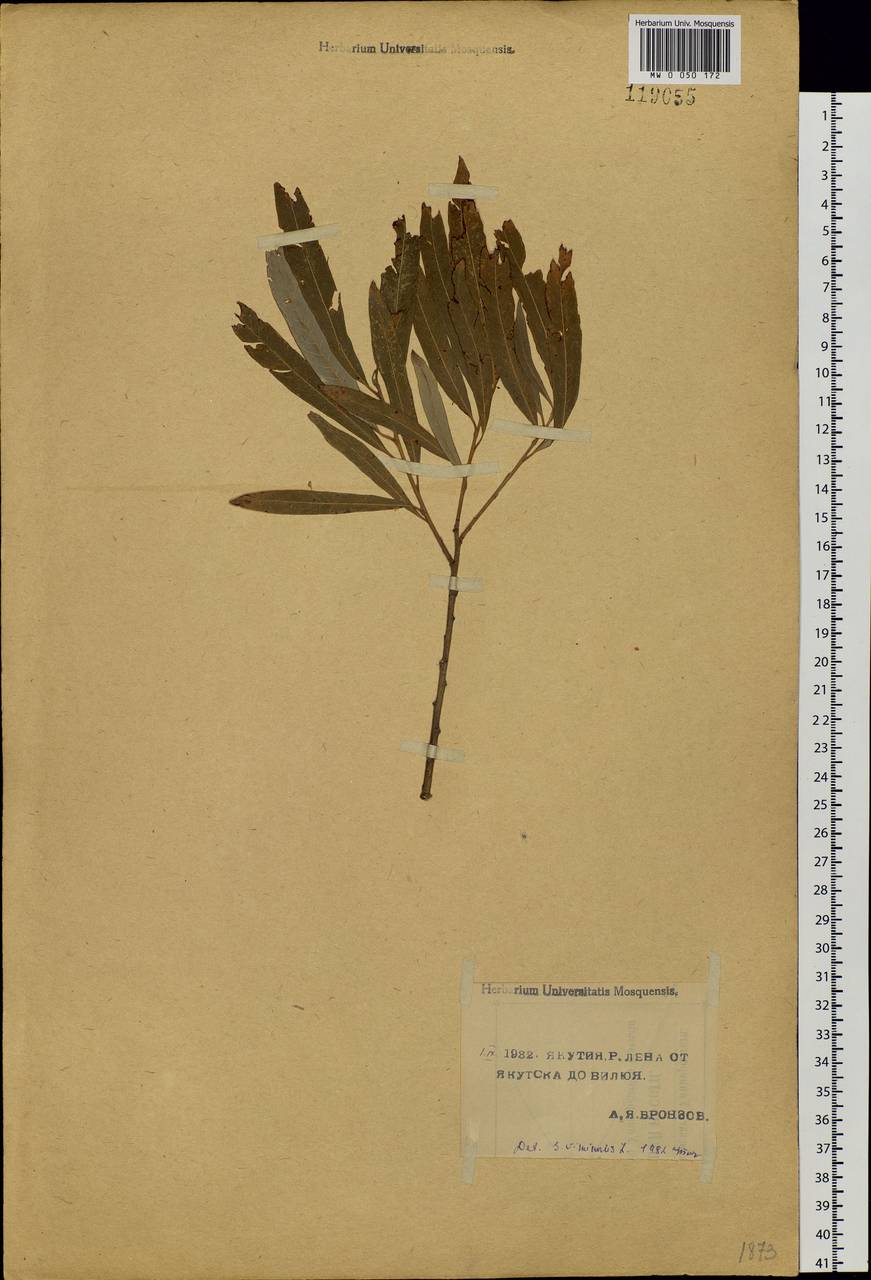 Salix viminalis, Siberia, Yakutia (S5) (Russia)