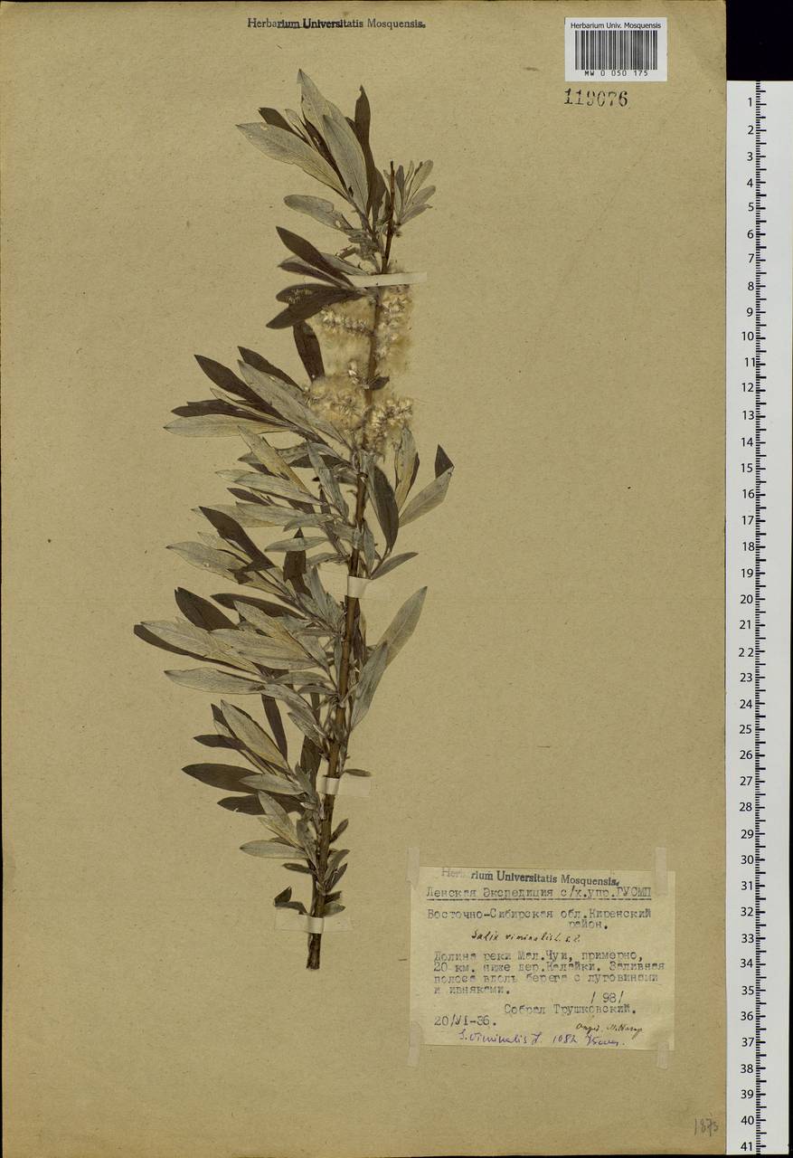 Salix viminalis, Siberia, Baikal & Transbaikal region (S4) (Russia)