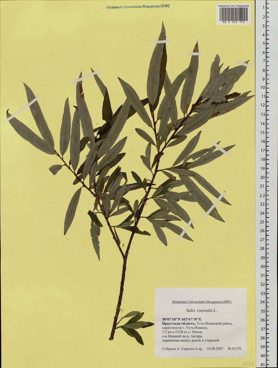 Salix viminalis, Siberia, Baikal & Transbaikal region (S4) (Russia)