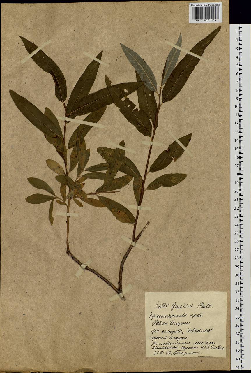 Salix viminalis L., Siberia, Central Siberia (S3) (Russia)