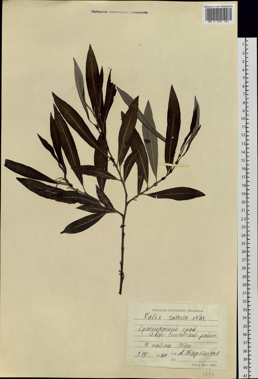 Salix viminalis, Siberia, Central Siberia (S3) (Russia)