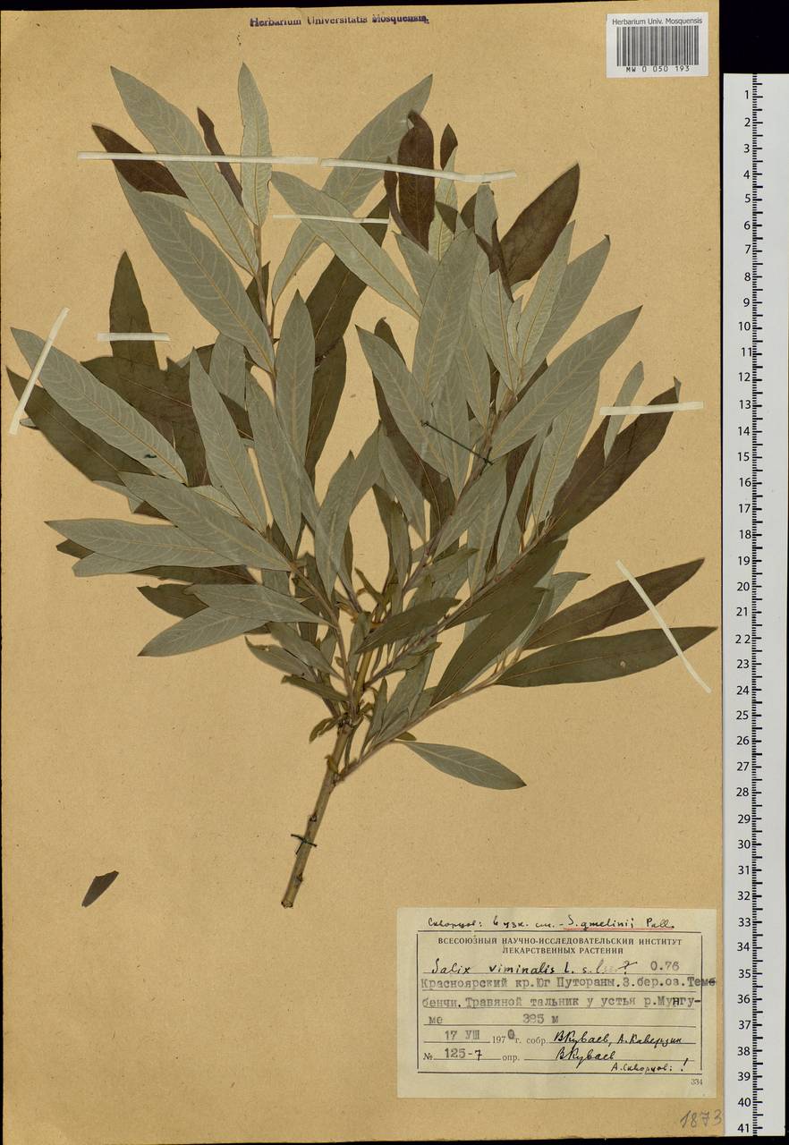 Salix viminalis, Siberia, Central Siberia (S3) (Russia)