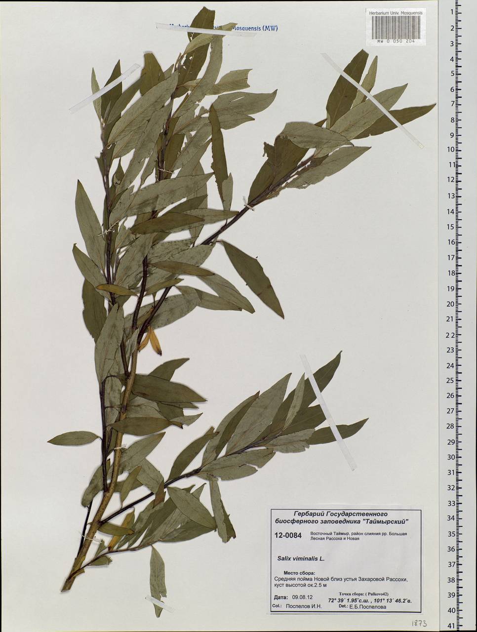 Salix viminalis L., Siberia, Central Siberia (S3) (Russia)