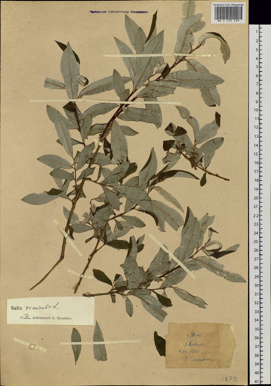 Salix viminalis L., Siberia, Western (Kazakhstan) Altai Mountains (S2a) (Kazakhstan)