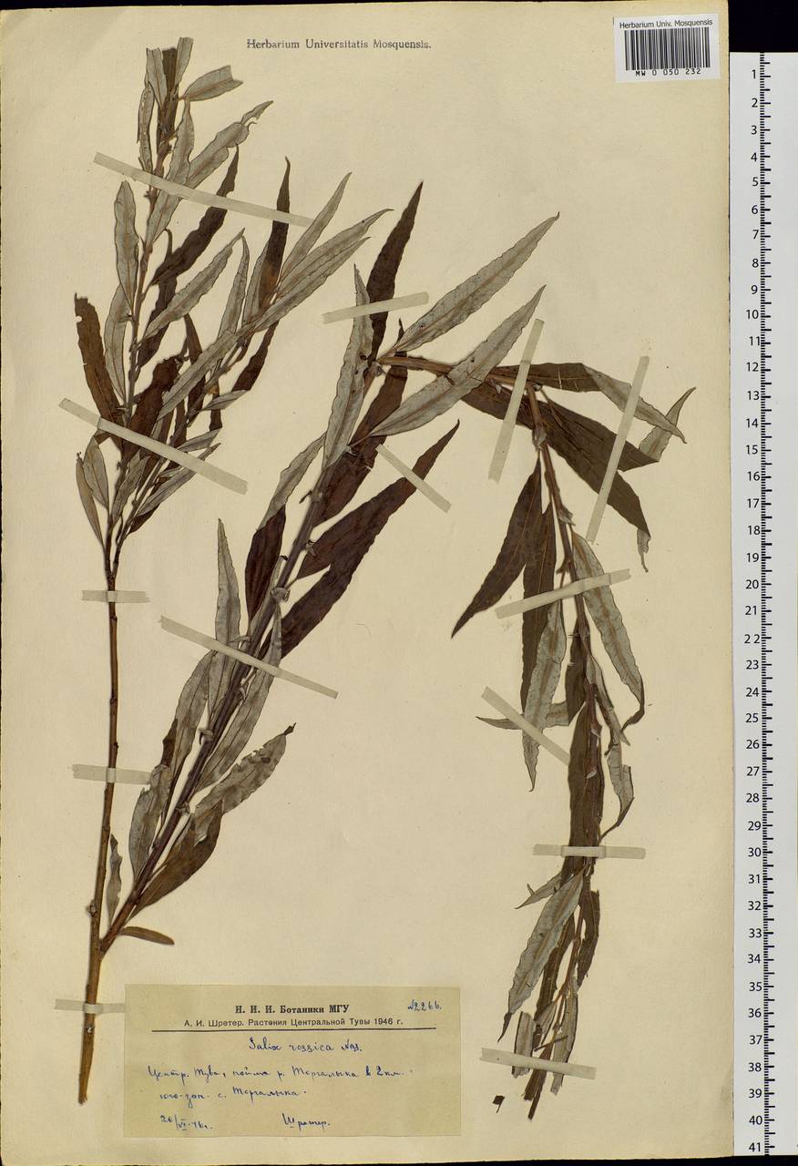 Salix viminalis L., Siberia, Altai & Sayany Mountains (S2) (Russia)