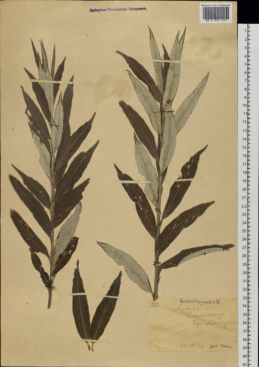Salix viminalis L., Siberia, Altai & Sayany Mountains (S2) (Russia)