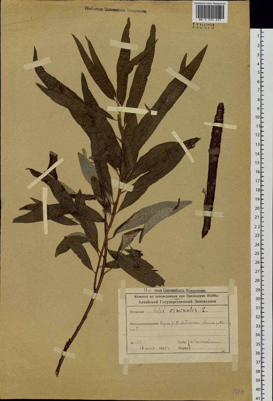 Salix viminalis L., Siberia, Altai & Sayany Mountains (S2) (Russia)