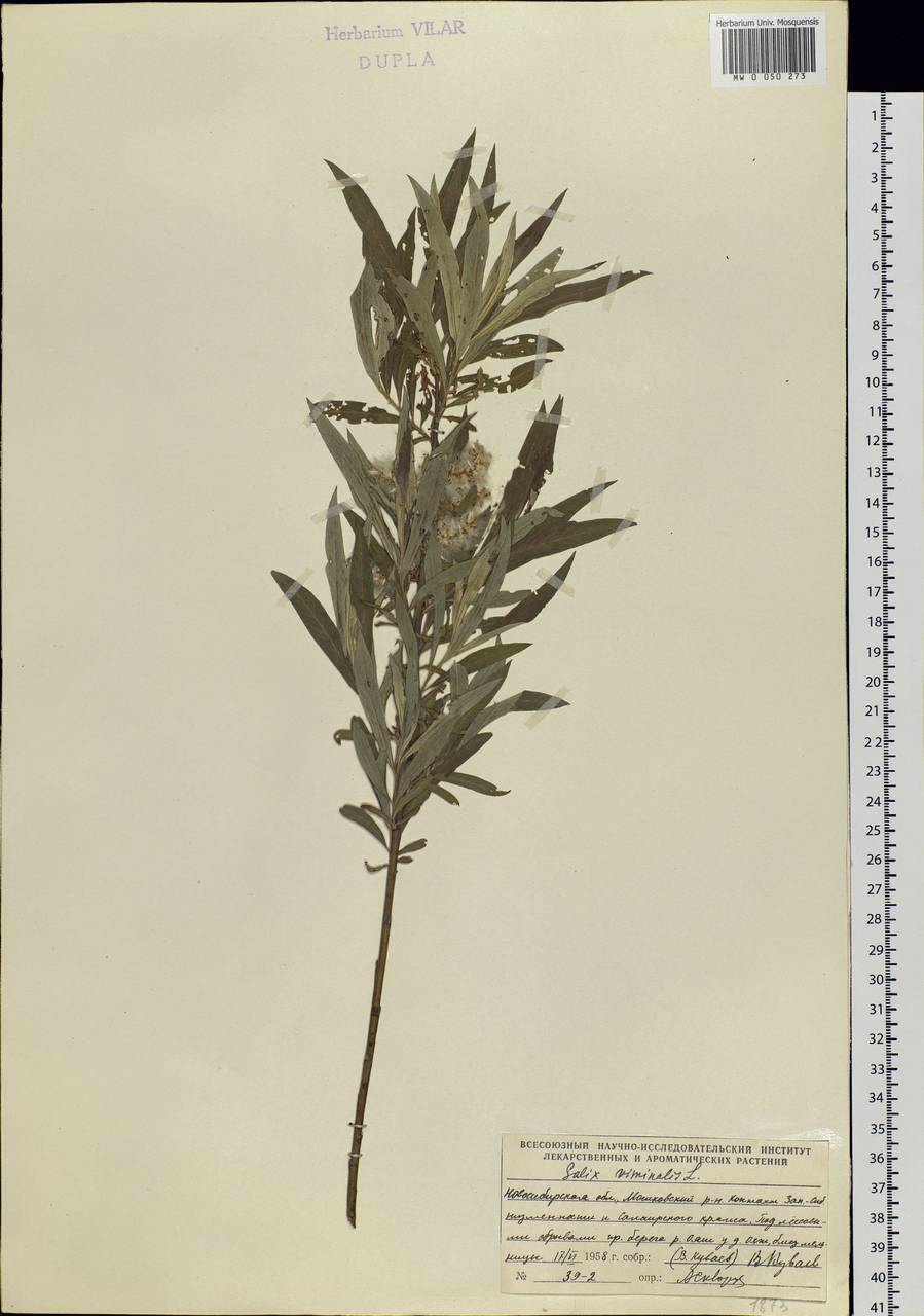 Salix viminalis, Siberia, Western Siberia (S1) (Russia)
