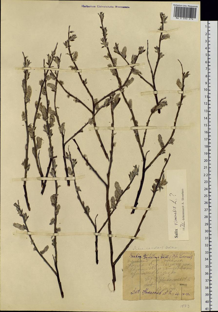 Salix viminalis, Siberia, Western Siberia (S1) (Russia)