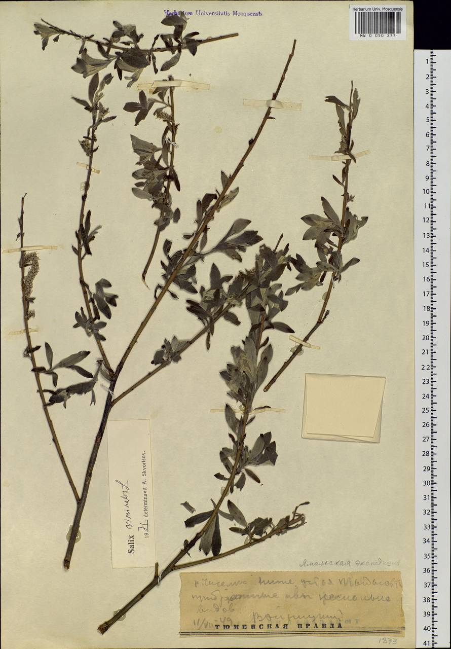 Salix viminalis L., Siberia, Western Siberia (S1) (Russia)