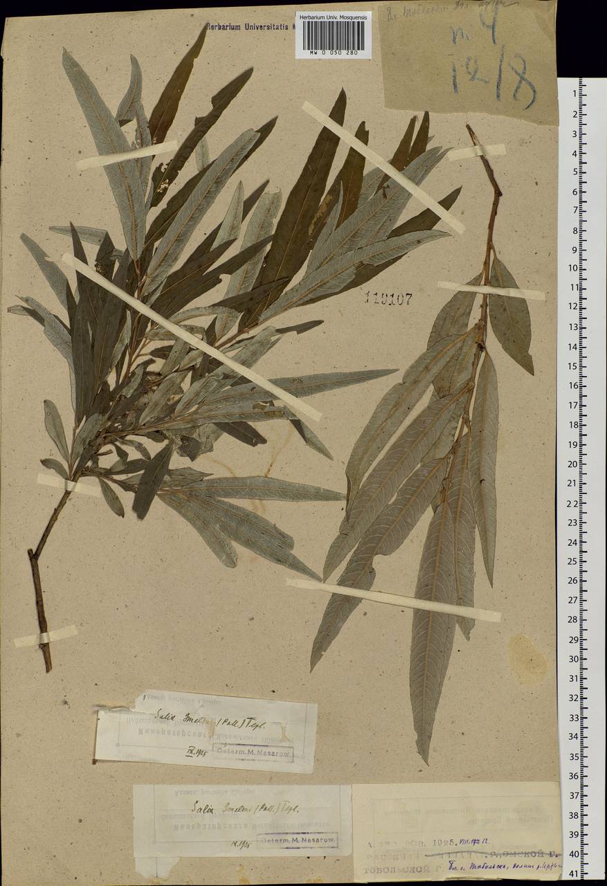 Salix viminalis, Siberia, Western Siberia (S1) (Russia)