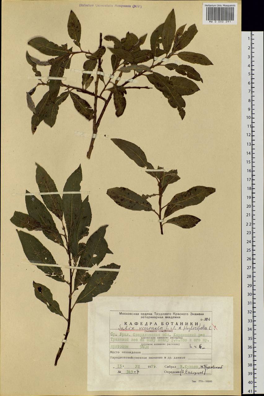 Salix viminalis, Eastern Europe, Eastern region (E10) (Russia)