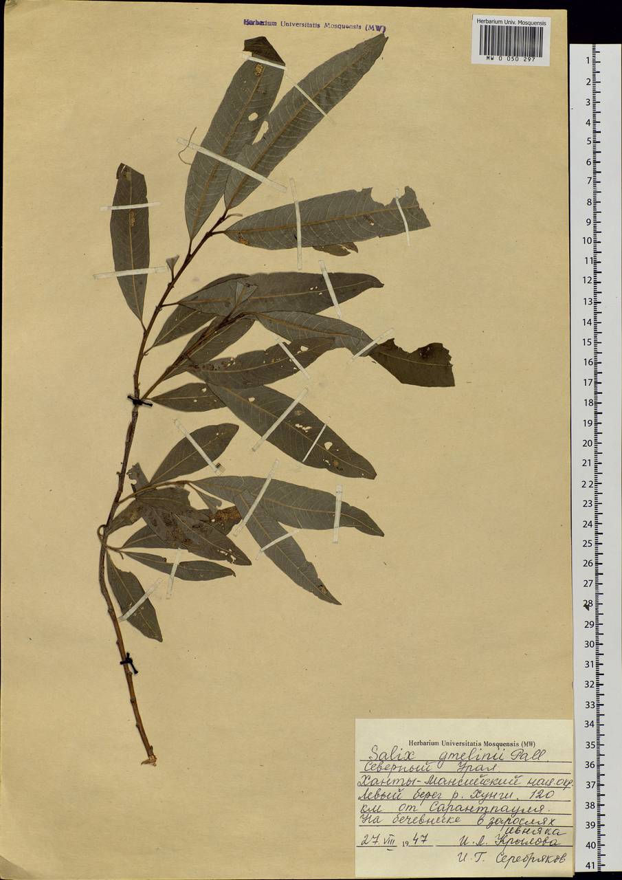 Salix viminalis L., Siberia, Western Siberia (S1) (Russia)