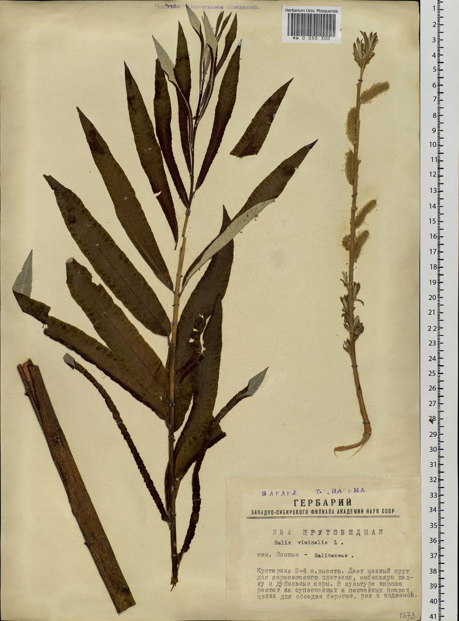Salix viminalis, Siberia, Western Siberia (S1) (Russia)