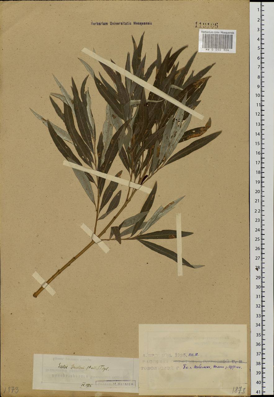 Salix viminalis L., Siberia, Western Siberia (S1) (Russia)