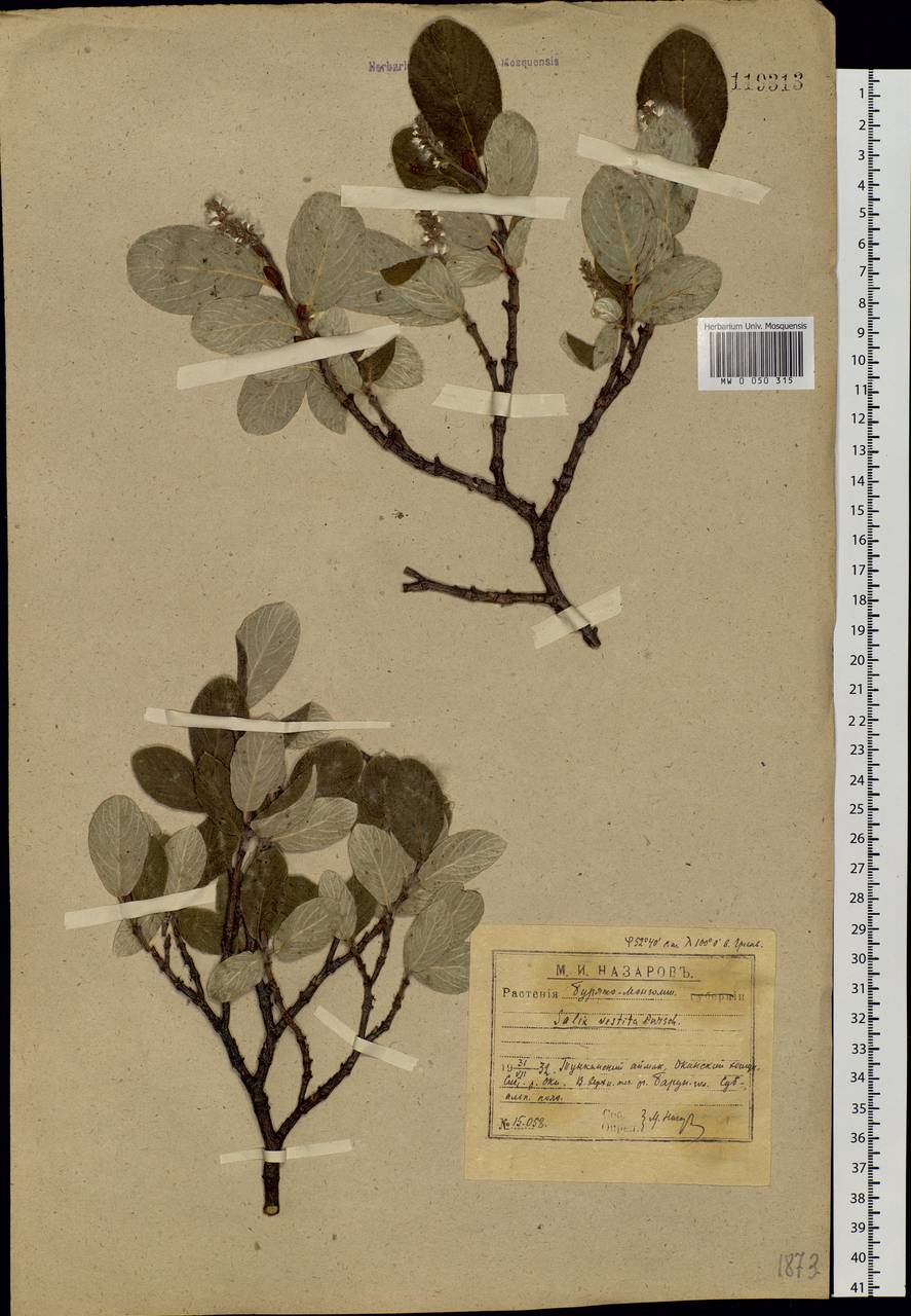 Salix vestita Pursh, Siberia, Baikal & Transbaikal region (S4) (Russia)