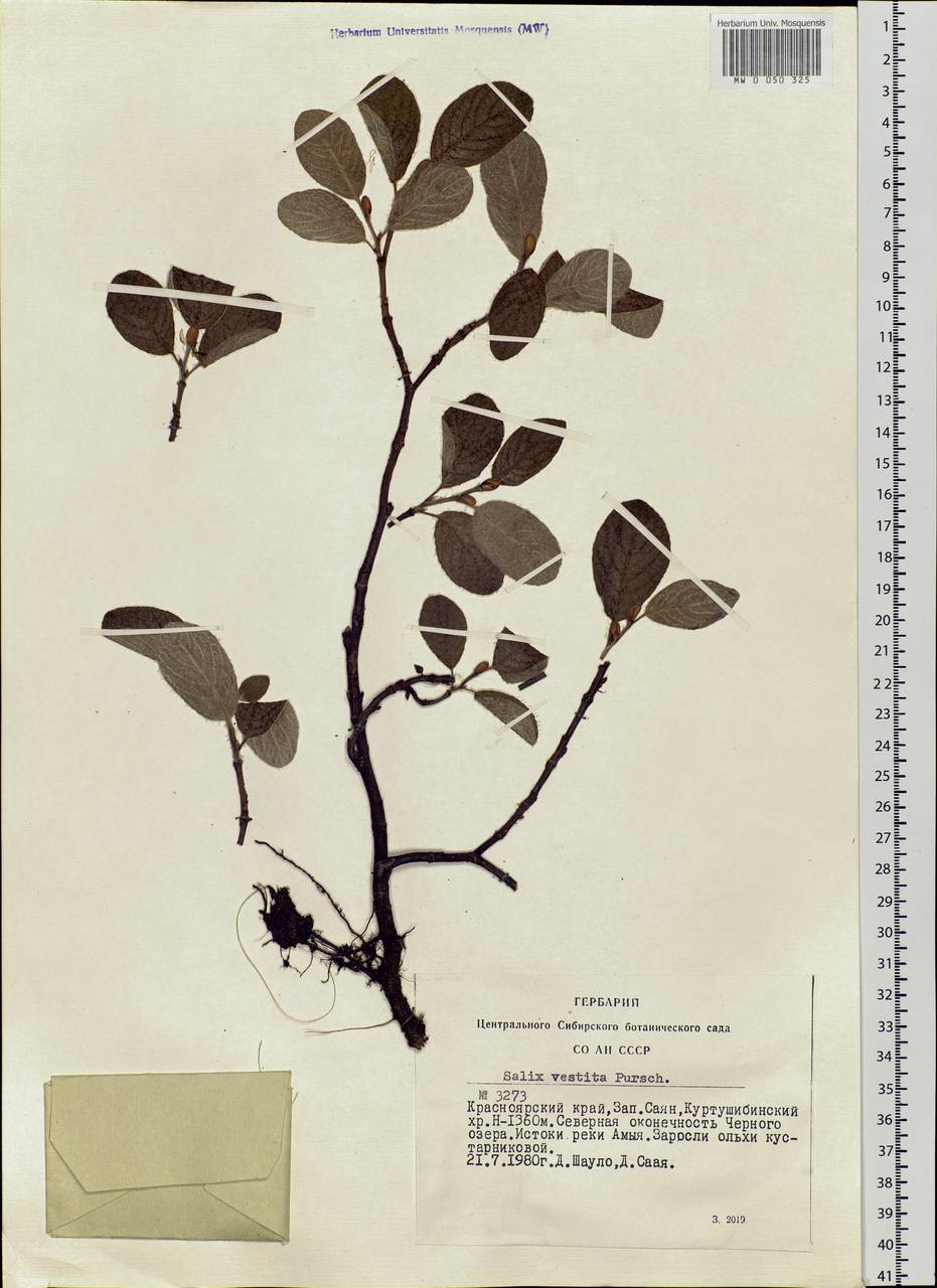 Salix vestita Pursh, Siberia, Altai & Sayany Mountains (S2) (Russia)