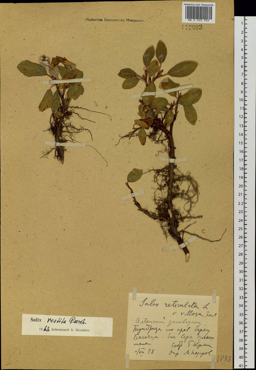 Salix vestita Pursh, Siberia, Altai & Sayany Mountains (S2) (Russia)