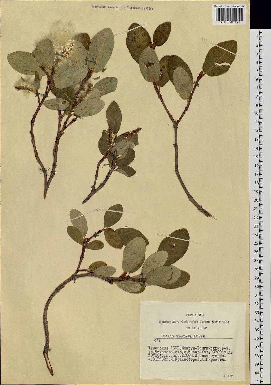 Salix vestita Pursh, Siberia, Altai & Sayany Mountains (S2) (Russia)