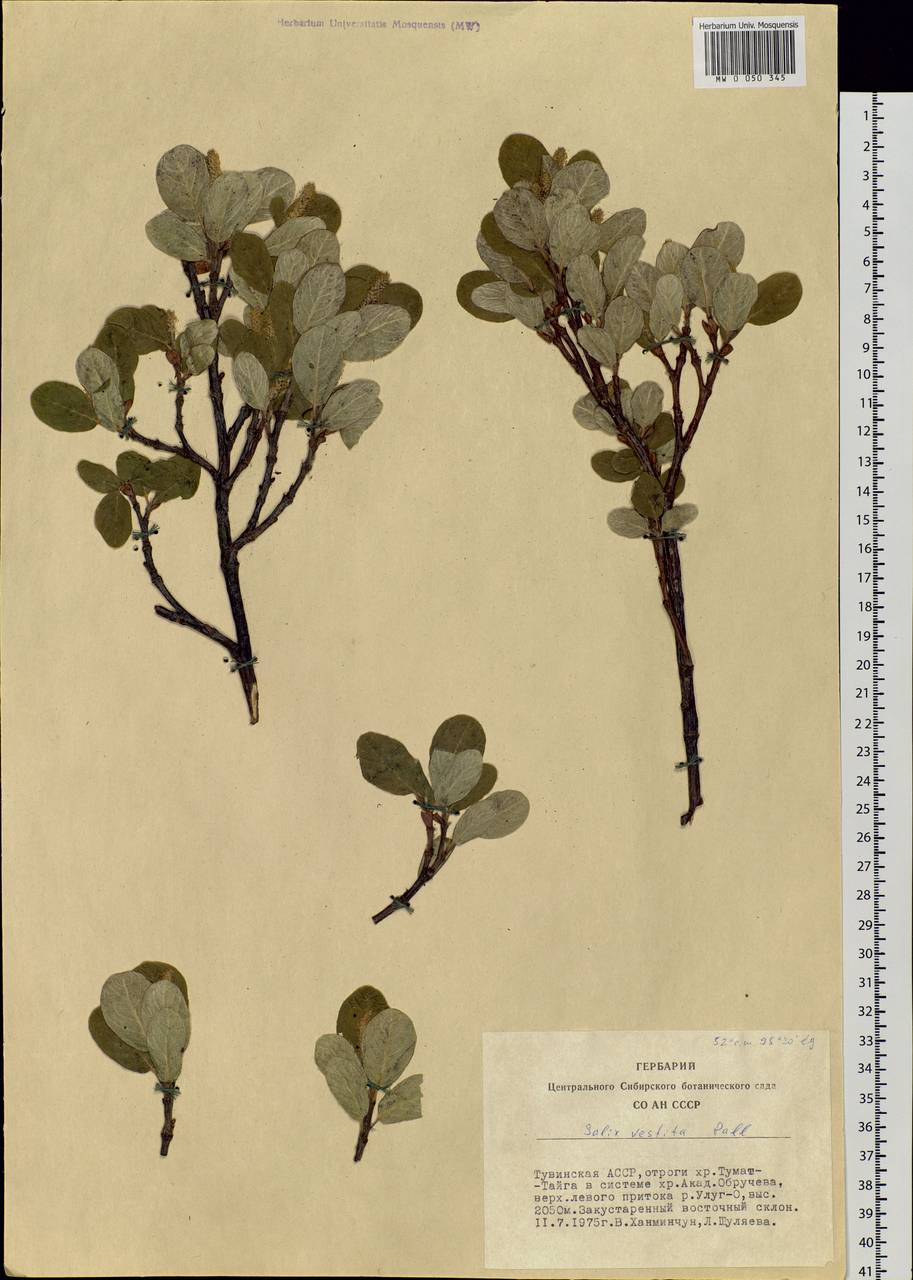 Salix vestita Pursh, Siberia, Altai & Sayany Mountains (S2) (Russia)