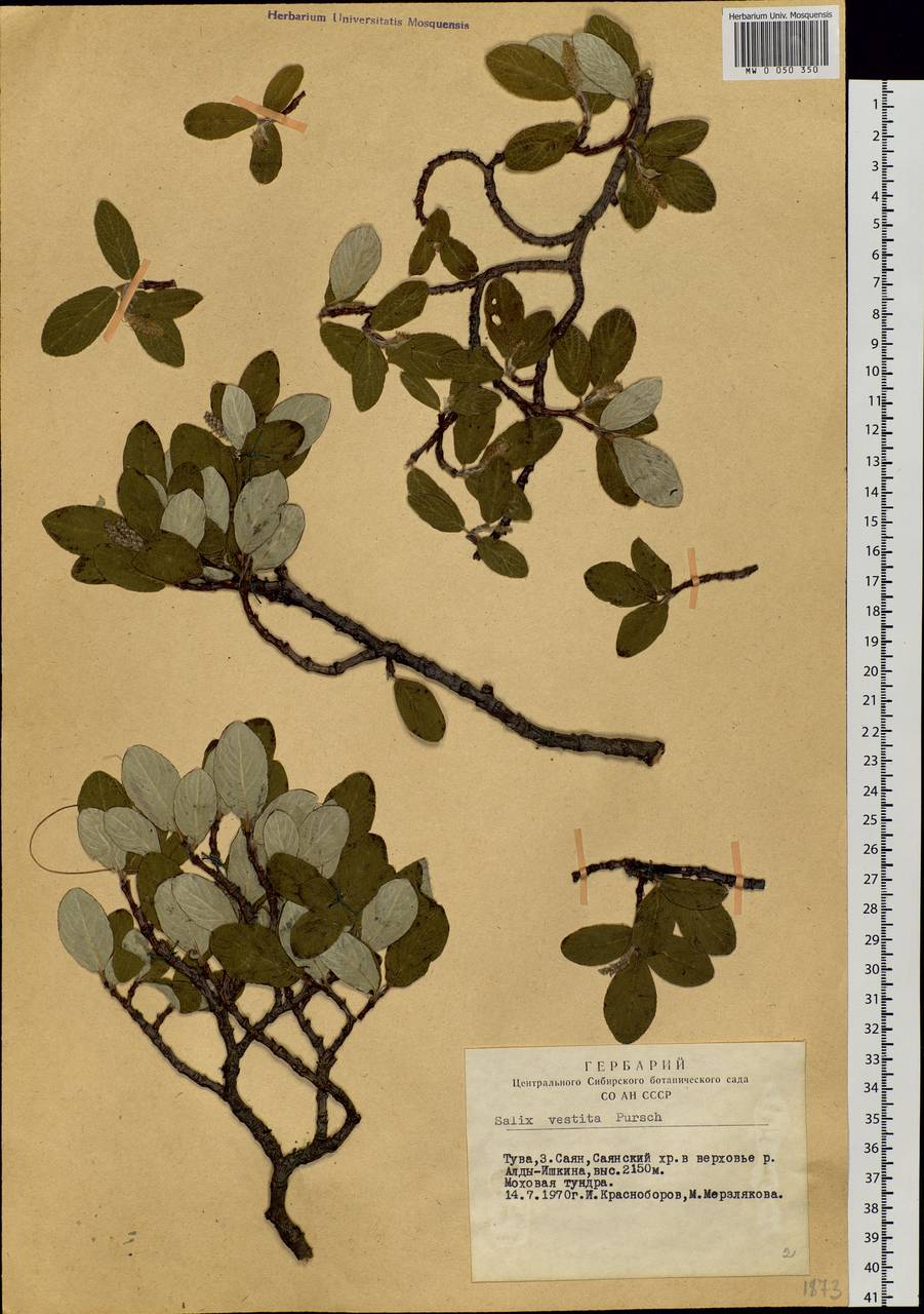 Salix vestita Pursh, Siberia, Altai & Sayany Mountains (S2) (Russia)