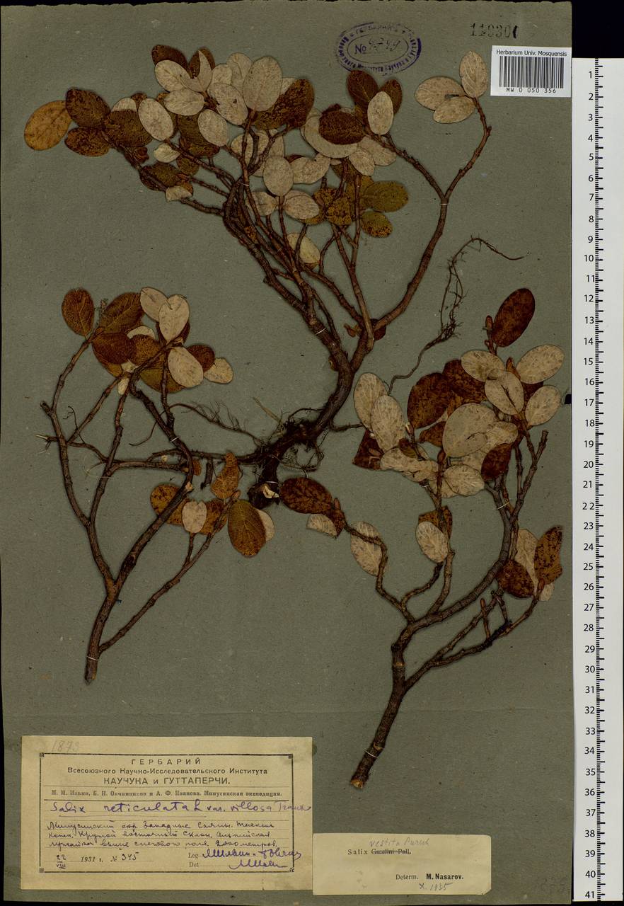 Salix vestita Pursh, Siberia, Altai & Sayany Mountains (S2) (Russia)