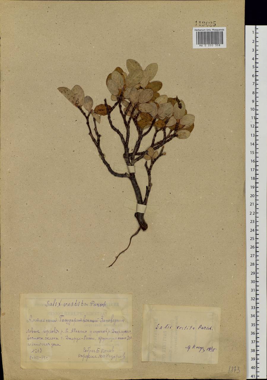 Salix vestita Pursh, Siberia, Altai & Sayany Mountains (S2) (Russia)