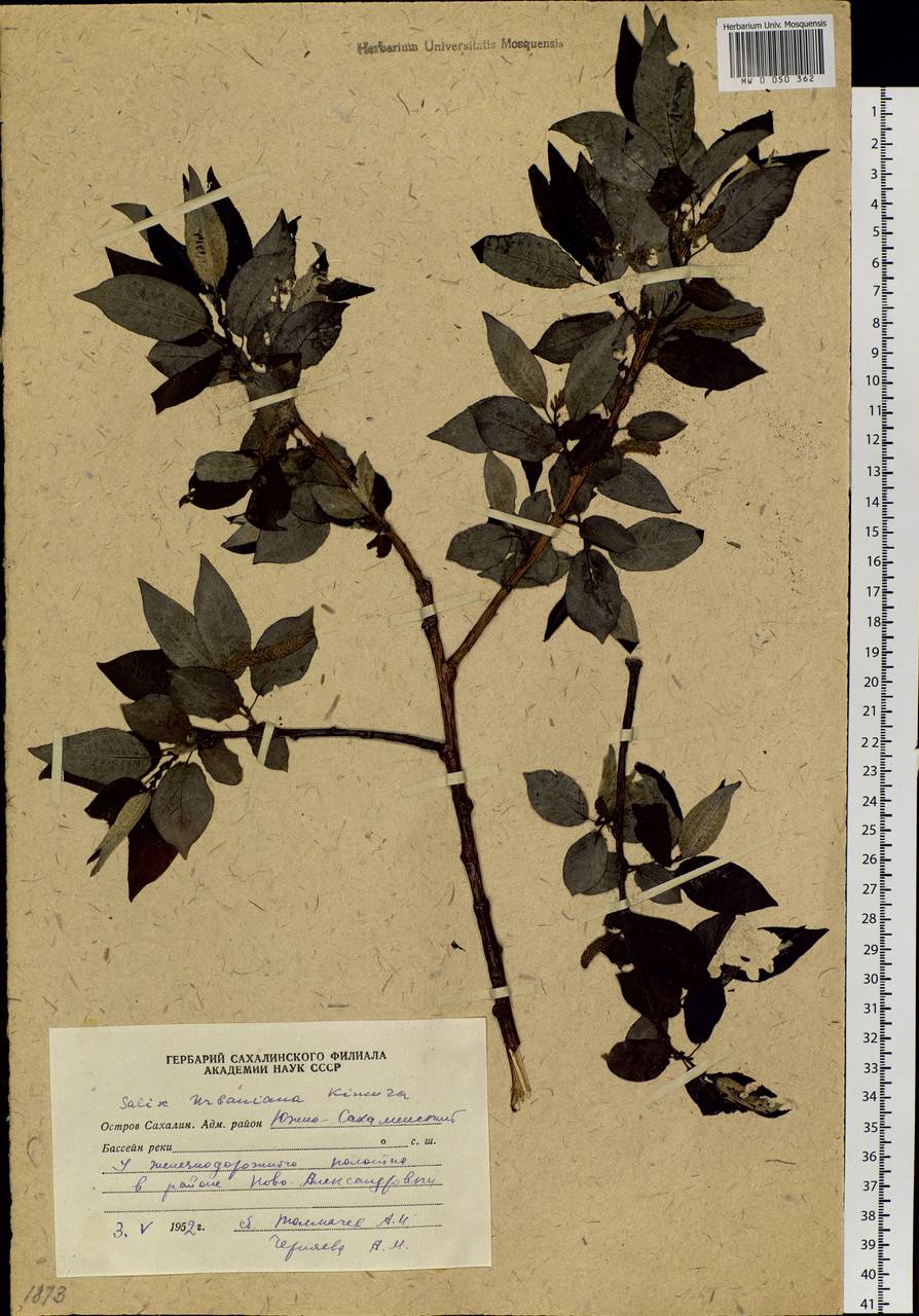 Salix urbaniana Seemen, Siberia, Russian Far East (S6) (Russia)