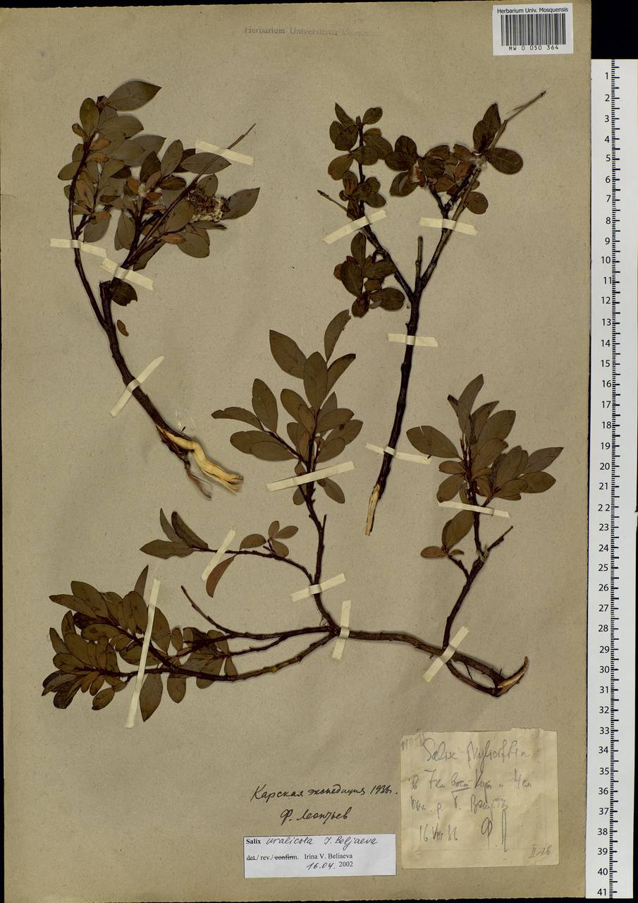 Salix uralicola I.V.Belyaeva, Siberia, Western Siberia (S1) (Russia)