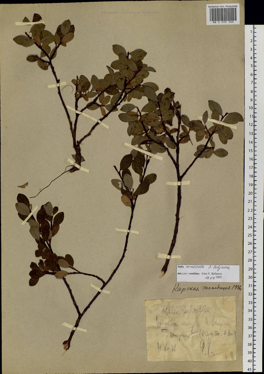 Salix uralicola I.V.Belyaeva, Siberia, Western Siberia (S1) (Russia)