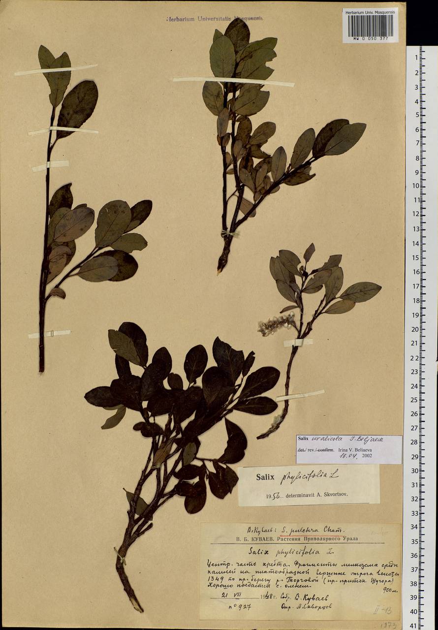 Salix uralicola I.V.Belyaeva, Eastern Europe, Northern region (E1) (Russia)