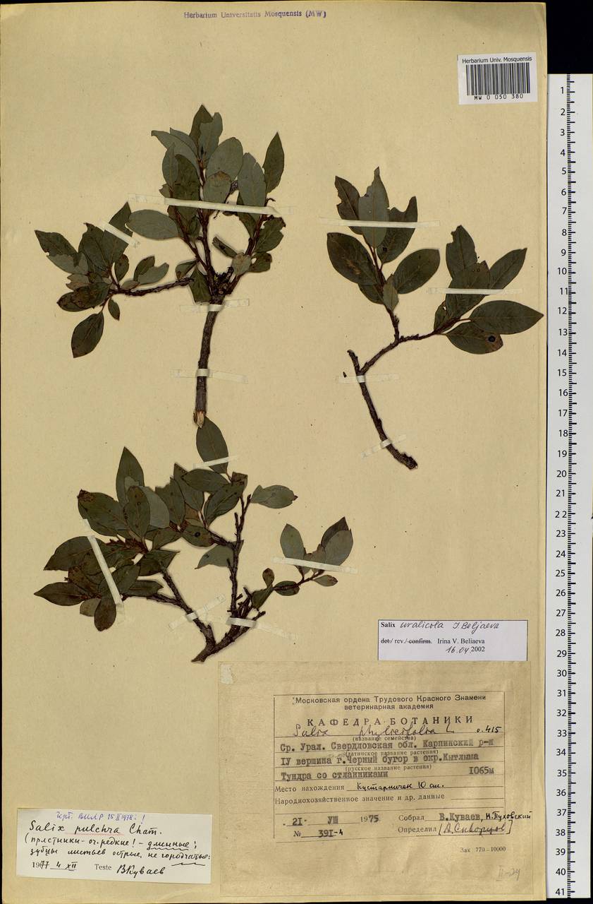 Salix uralicola I.V.Belyaeva, Eastern Europe, Eastern region (E10) (Russia)