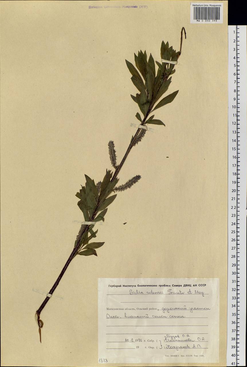 Salix udensis Trautv. & C. A. Mey., Siberia, Chukotka & Kamchatka (S7) (Russia)