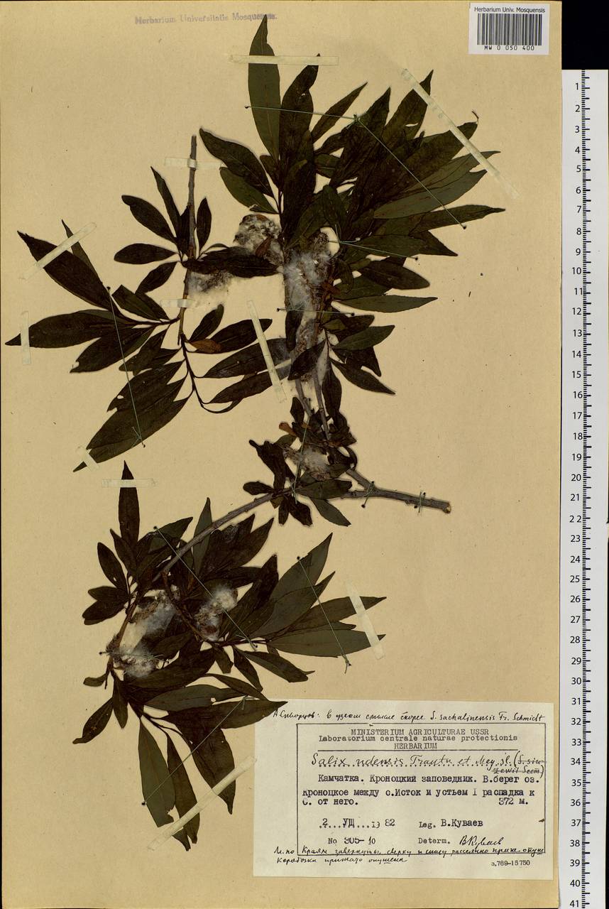 Salix udensis Trautv. & C. A. Mey., Siberia, Chukotka & Kamchatka (S7) (Russia)