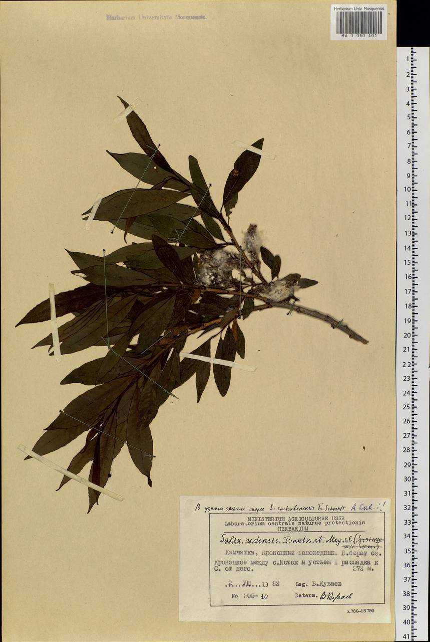 Salix udensis Trautv. & C. A. Mey., Siberia, Chukotka & Kamchatka (S7) (Russia)