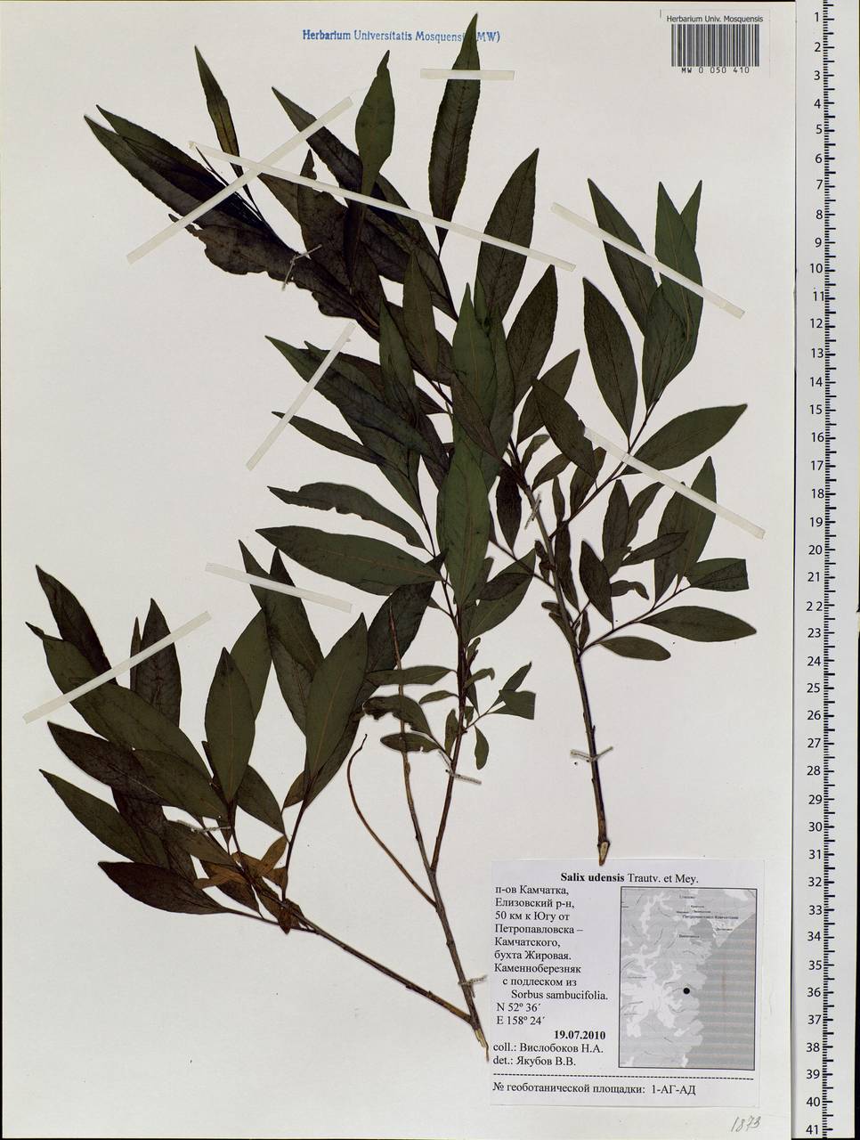 Salix udensis Trautv. & C. A. Mey., Siberia, Chukotka & Kamchatka (S7) (Russia)
