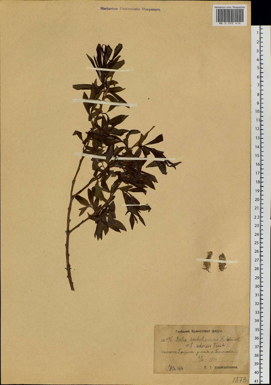 Salix udensis (Wimm.) Trautv. & C. A. Mey., Siberia, Chukotka & Kamchatka (S7) (Russia)