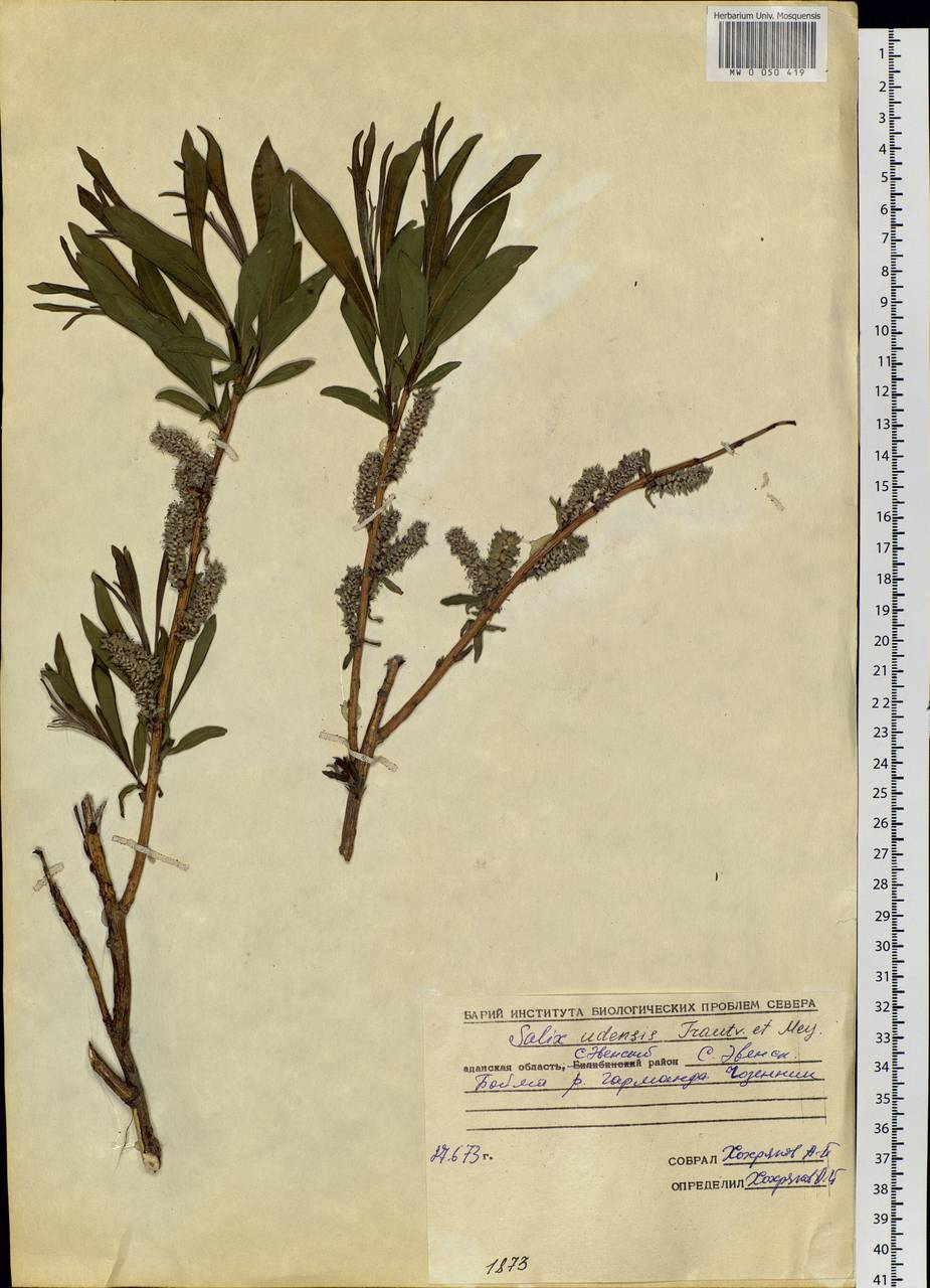 Salix udensis Trautv. & C. A. Mey., Siberia, Chukotka & Kamchatka (S7) (Russia)