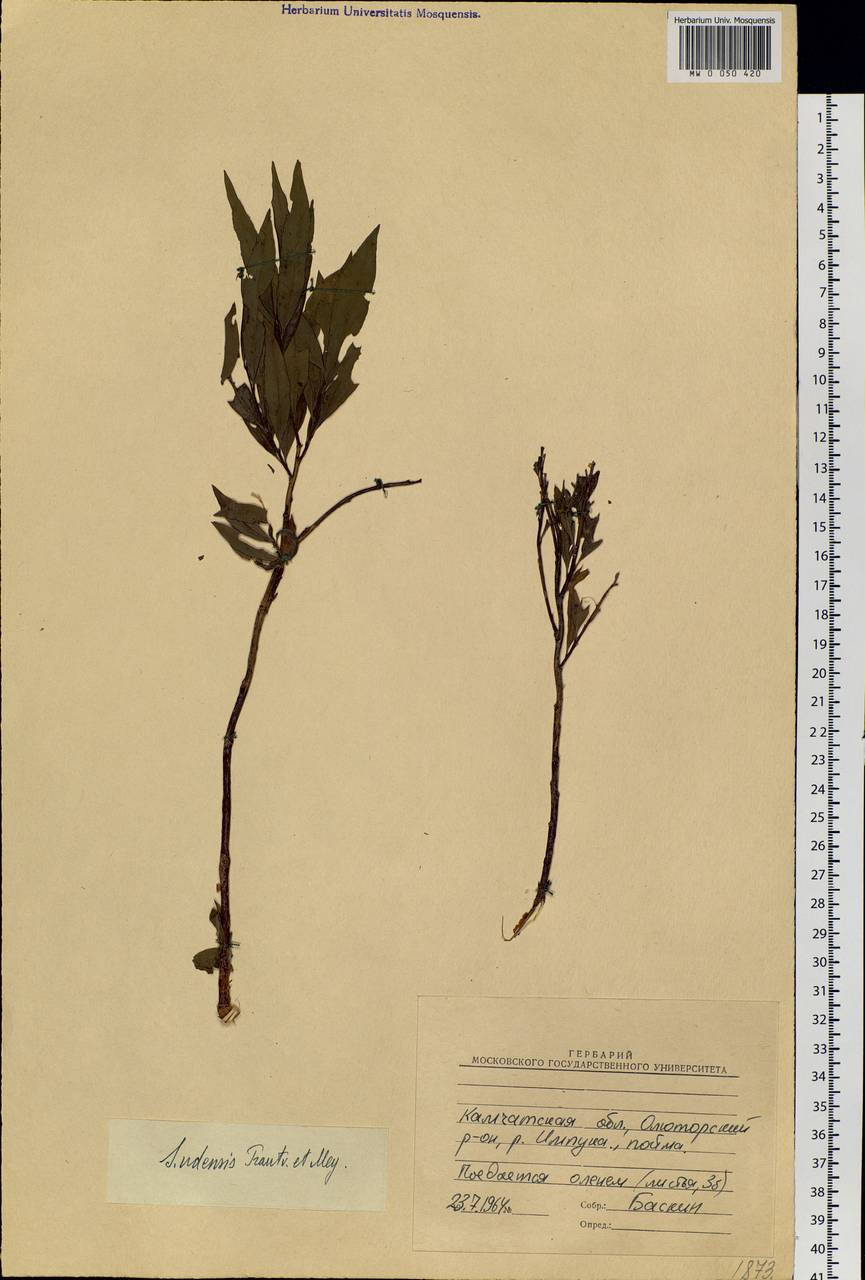 Salix udensis Trautv. & C. A. Mey., Siberia, Chukotka & Kamchatka (S7) (Russia)