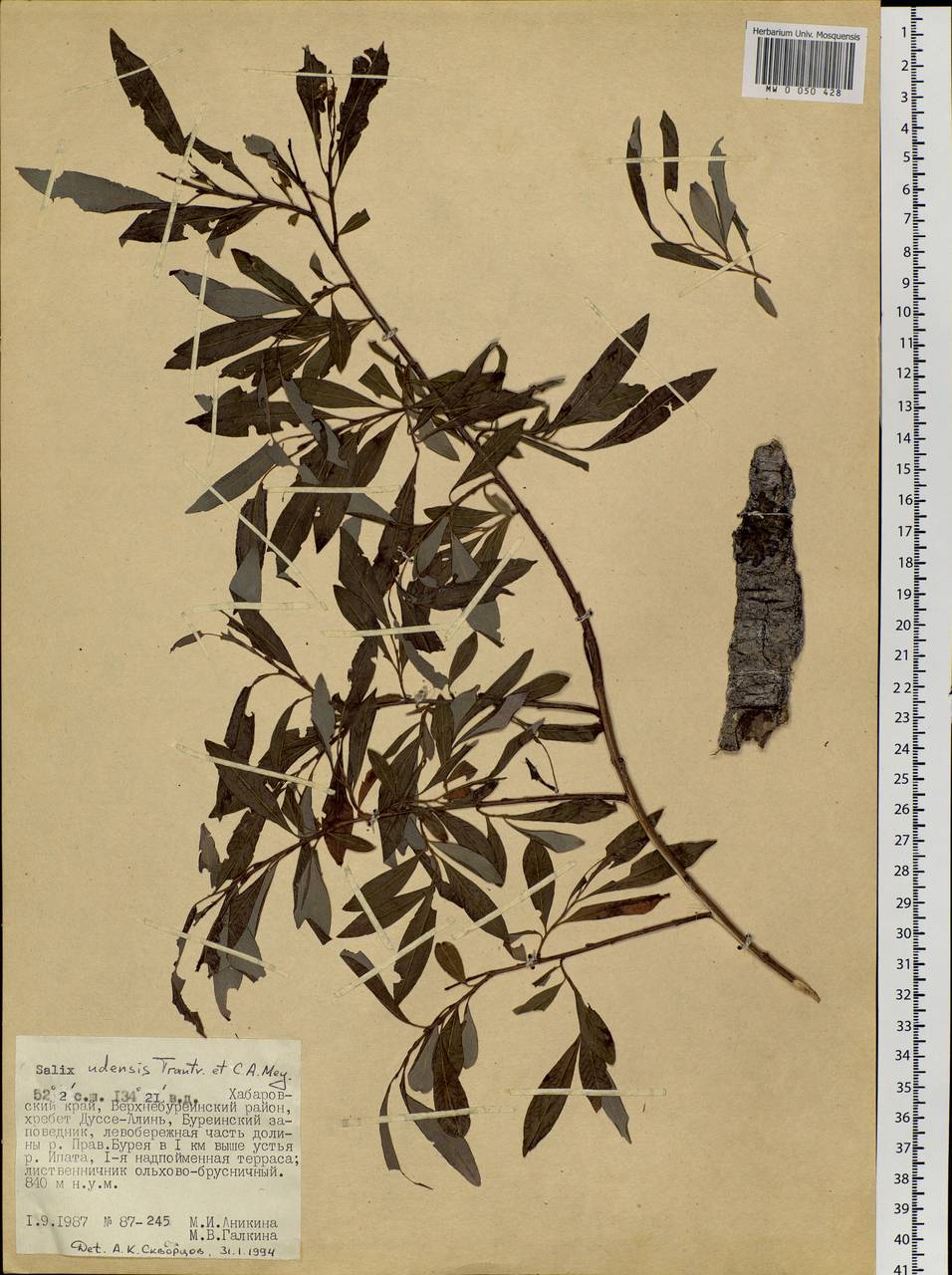 Salix udensis (Wimm.) Trautv. & C. A. Mey., Siberia, Russian Far East (S6) (Russia)