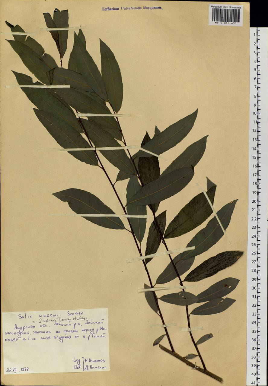 Salix udensis Trautv. & C. A. Mey., Siberia, Russian Far East (S6) (Russia)