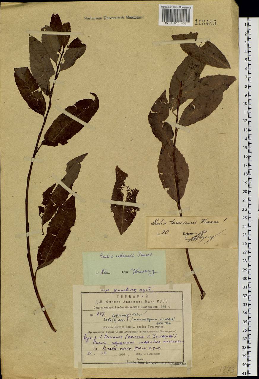 Salix udensis Trautv. & C. A. Mey., Siberia, Russian Far East (S6) (Russia)