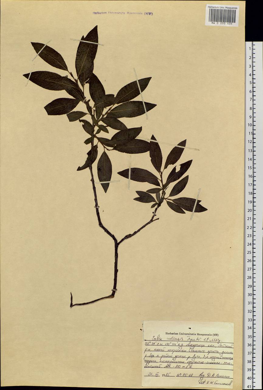 Salix udensis Trautv. & C. A. Mey., Siberia, Russian Far East (S6) (Russia)