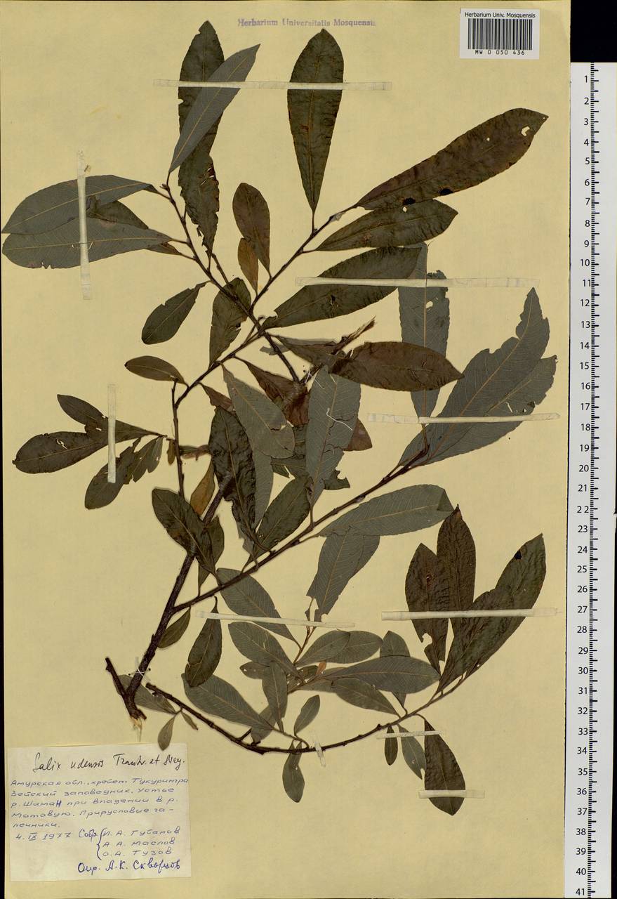 Salix udensis (Wimm.) Trautv. & C. A. Mey., Siberia, Russian Far East (S6) (Russia)