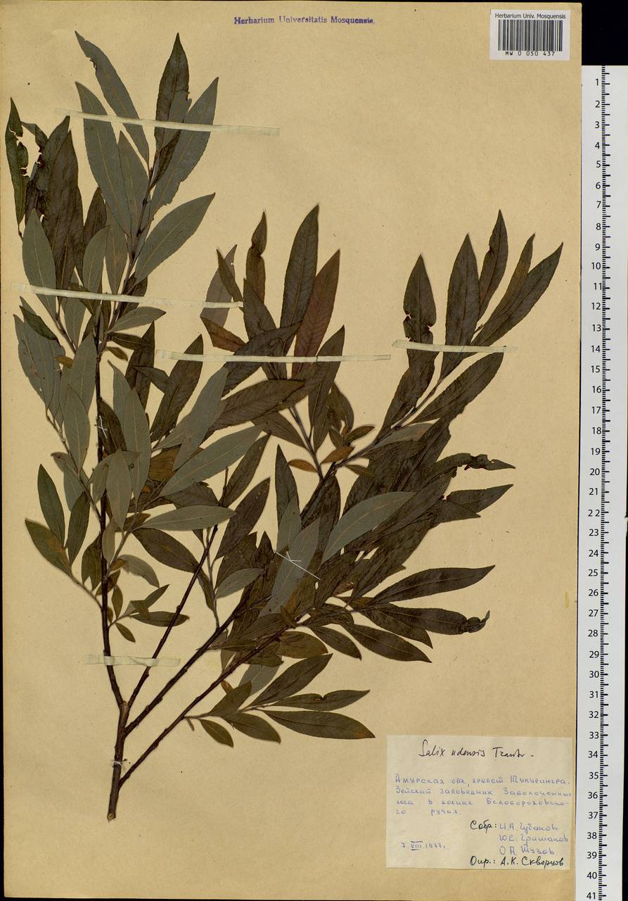 Salix udensis Trautv. & C. A. Mey., Siberia, Russian Far East (S6) (Russia)